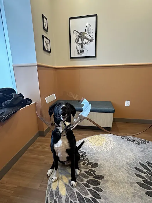 Caring Hands Animal Hospital - Clarendon Picture 6