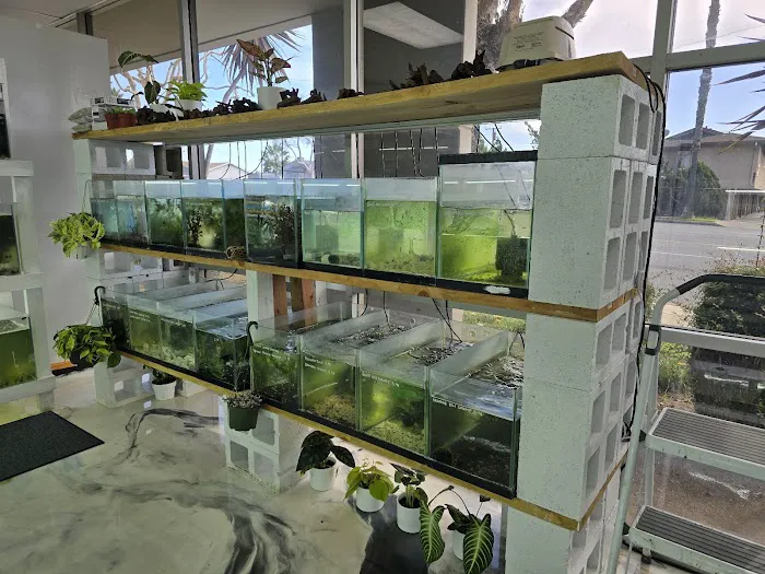 Swimming Creatures Tropical Pet Store Picture 8