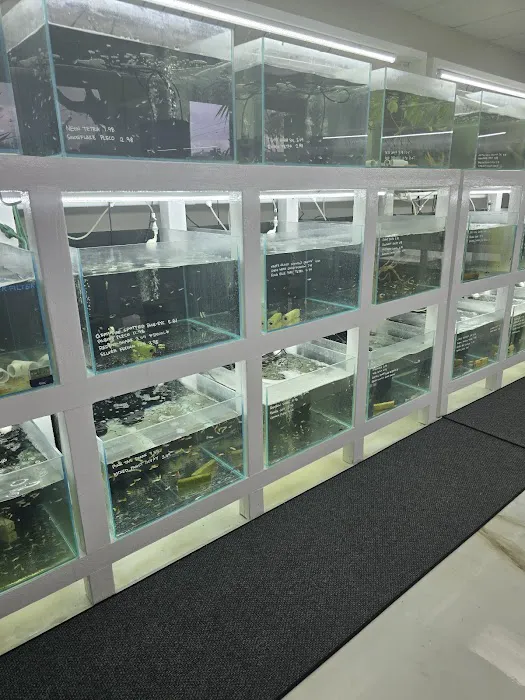 Swimming Creatures Tropical Pet Store Picture 10
