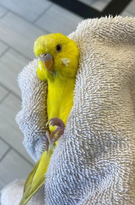 Fairfax Animal Hospital Picture 5