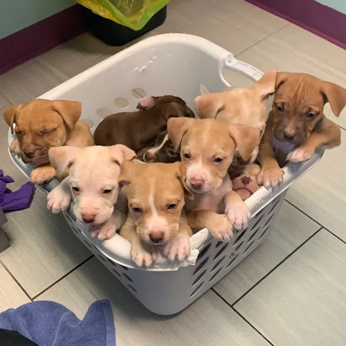 Fairfax Animal Hospital Picture 10