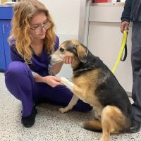 Fairfax Animal Hospital ico