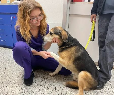 Fairfax Animal Hospital