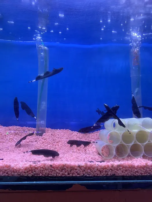 Happy Fish Pets Picture 4