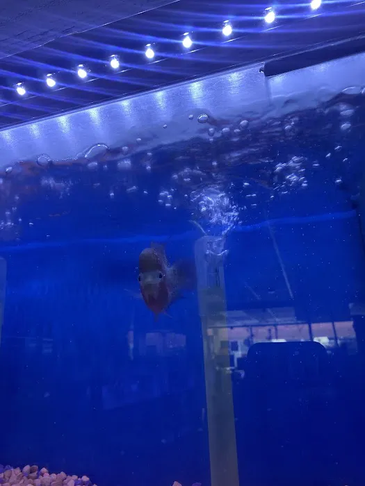 Happy Fish Pets Picture 2