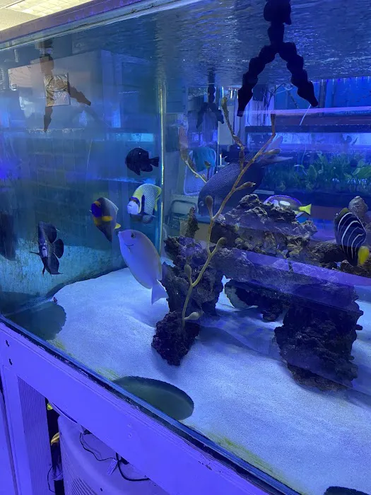Happy Fish Pets Picture 1