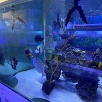 Happy Fish Pets ico