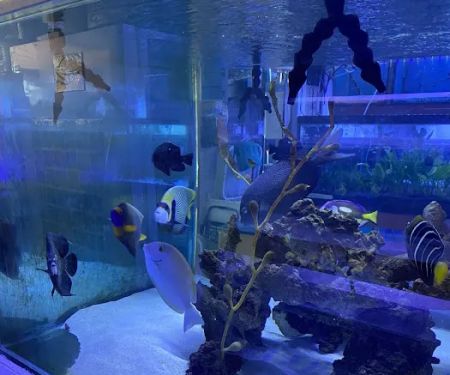 Happy Fish Pets
