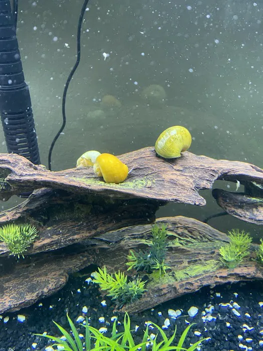 Happy Fish Pets Picture 3