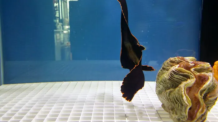 Happy Fish Pets Picture 6