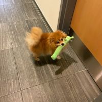 Vetco Vaccination Clinic ico