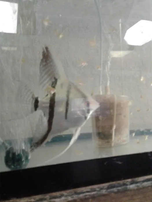 West Lake Aquarium Picture 1