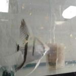 West Lake Aquarium