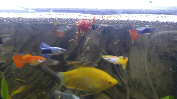 West Lake Aquarium Picture 3