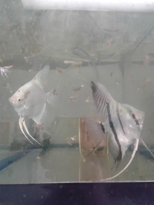 West Lake Aquarium Picture 4