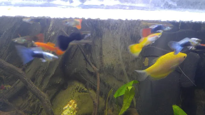 West Lake Aquarium Picture 6