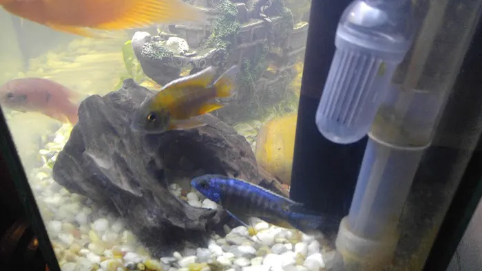 West Lake Aquarium Picture 2