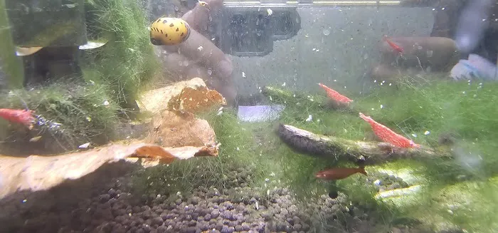 West Lake Aquarium Picture 10