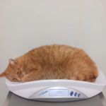 Town & Country Animal Hospital: Grajewski Maria DVM