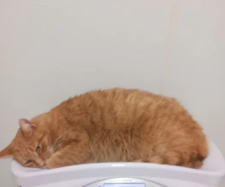 Town & Country Animal Hospital: Grajewski Maria DVM