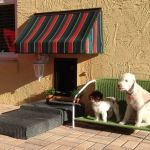 Solo Pet Doors