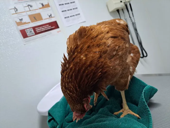 Town and Country Animal Hospital Picture 8