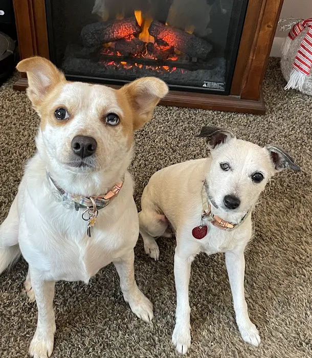 Town and Country Animal Hospital Picture 7