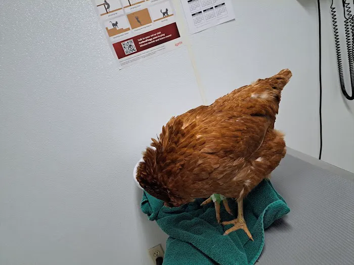 Town and Country Animal Hospital Picture 4