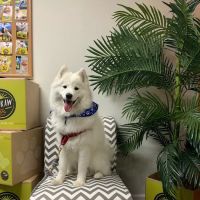 Cali Raw Dog Food ico