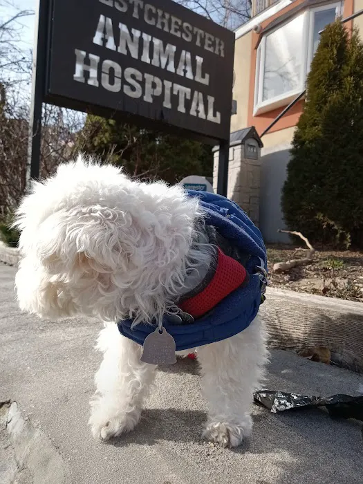 Westchester Animal Hospital Picture 1