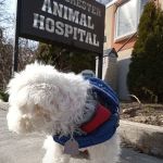 Westchester Animal Hospital