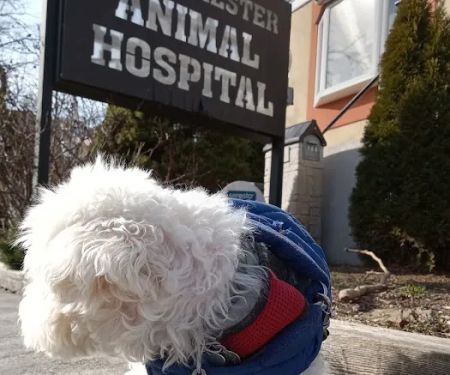 Westchester Animal Hospital