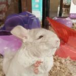 Petco