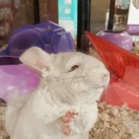 Petco ico