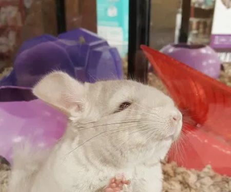 Petco