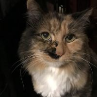 Stamen Animal Hospital ico