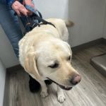 Manor Veterinary Clinic