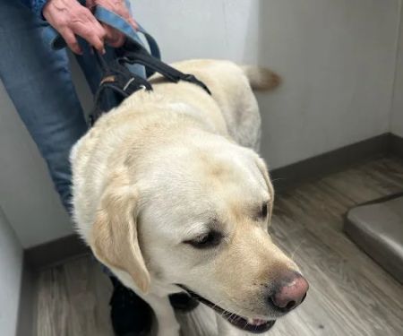 Manor Veterinary Clinic