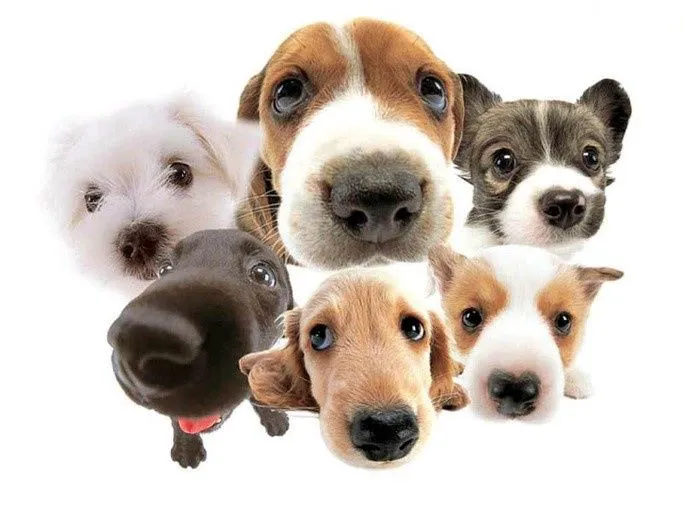 My Canines Ancestry DNA Lab Services Picture 1