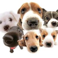 My Canines Ancestry DNA Lab Services ico