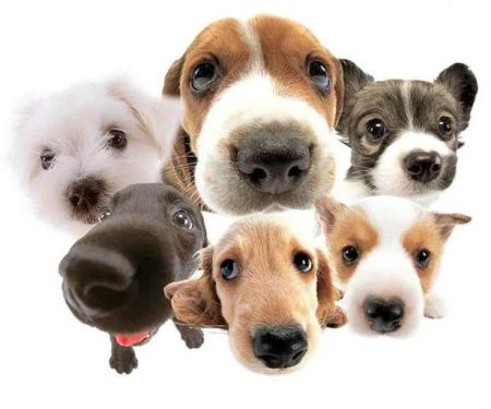 My Canines Ancestry DNA Lab Services