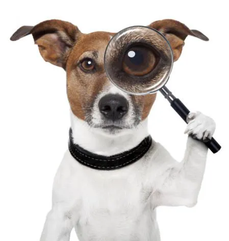 My Canines Ancestry DNA Lab Services Picture 2