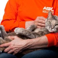 ASPCA Animal Hospital ico