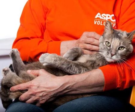 ASPCA Animal Hospital