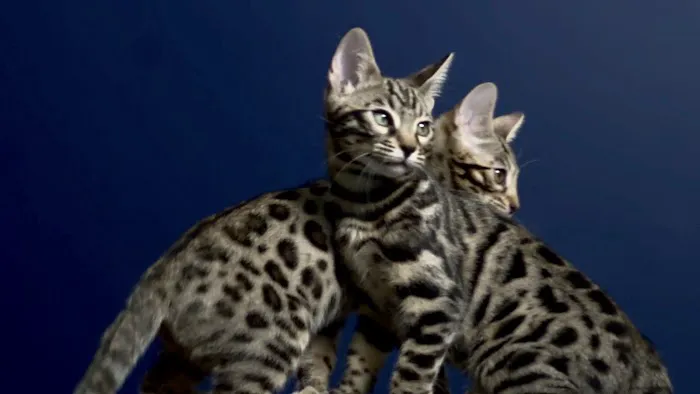 The Bengal Cats Picture 1