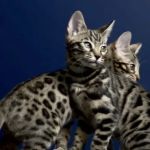 The Bengal Cats