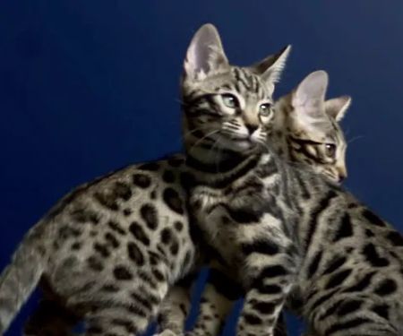 The Bengal Cats