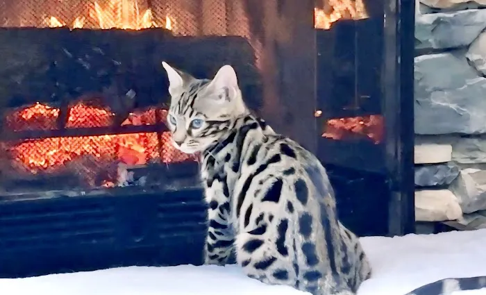 The Bengal Cats Picture 2