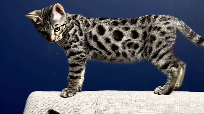 The Bengal Cats Picture 3