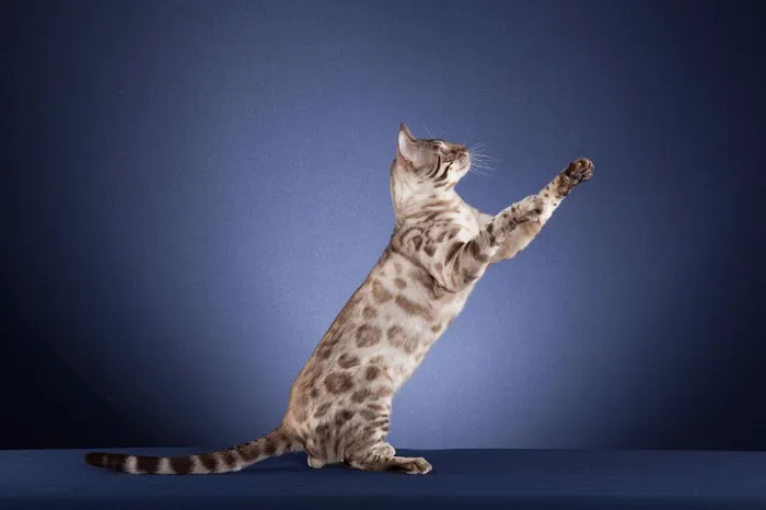 The Bengal Cats Picture 4